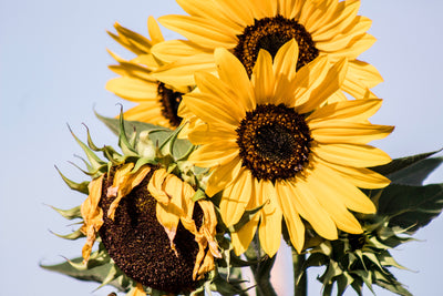 INGREDIENT SPOTLIGHT: Sunflower Seed Oil